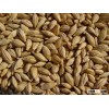 Barley
