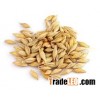 100% Organic Malt Barley/ Hulled Barley/ Pearl Barley