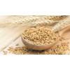 feed barley For Animal Feed and Human Consumption