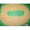 Barley