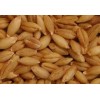 feed barley For Animal Feed and Human Consumption