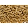 Organic barley