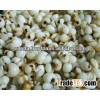 Coixseed (Coix laccryma, Job's tear, Chinese Pear Barley)