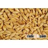 Barley seed