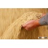 Wheat, Barley, Canary Seed forsale