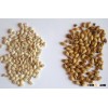 BARLEY