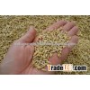 Barley Seeds