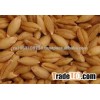 feed barley For Animal Feed and Human Consumption