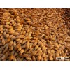 Barley Malt Grains Avail for sale