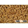 Feed Barley