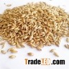 Barley