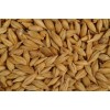 Animal feed barley from Russia in hot supply