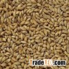 Barley Malt