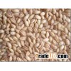 pearl barley