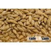 Barley Grains and Malt Barley