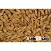 Barley Grains And Barley Seeds