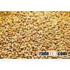 Barley malt.