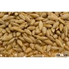 BARLEY