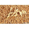 Feed barley