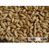 Indian Origin Barley