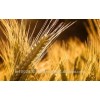 Fresh barley