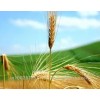 Feed barley