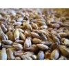 Barley Grains