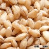 Barley Barley