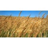 supplier of barley