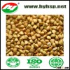 Buckwheat