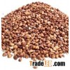 Organic Buckwheat