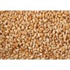 Asian Wheat Grains for sale at affordable and competitive price