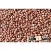 Brown Buckwheat