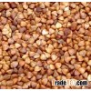 Buckwheat Grain