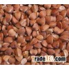 Buckwheat Grain Best Quality