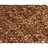 Best Quality Organic Buckwheat for sale