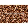 BUCKWHEAT KERNELS FOR SALE