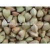 Hulled buckwheat kernel/groats buckwheat rice manufacturer