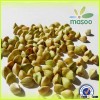 New crop top quality green buckwheat,healty buckwheat kernel/buckwheat price competitive