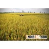 CAMOLINO RICE 5% BROKEN - WHITE RICE - HIGH QUALITY