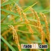 CAMOLINO RICE 5% BROKEN - EXPORT TO UK