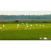 JAPONICA RICE - calrose rice - (SALES4@VINARICE.VN - SKYPE:SONAINTER4)