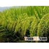 BEST QUALITY CAMOLINO RICE 5% BROKEN
