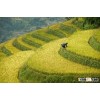 Vietnam Medium grain white rice 5% broken - GOOD FOR HEALTH