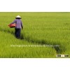 VIETNAM LONG GRAIN WHITE RICE 25% BROKEN
