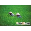 Jasmine rice - sales5@vinarice.vn