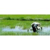 JAPONICA RICE CROP 2014 - sona4@vinarice.vn