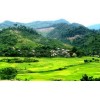 VIETNAMESE JASMINE RICE - CROP 2014