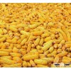 Yellow Corn Dry for Feed and Cumsumption