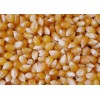 Yellow corn for sale
